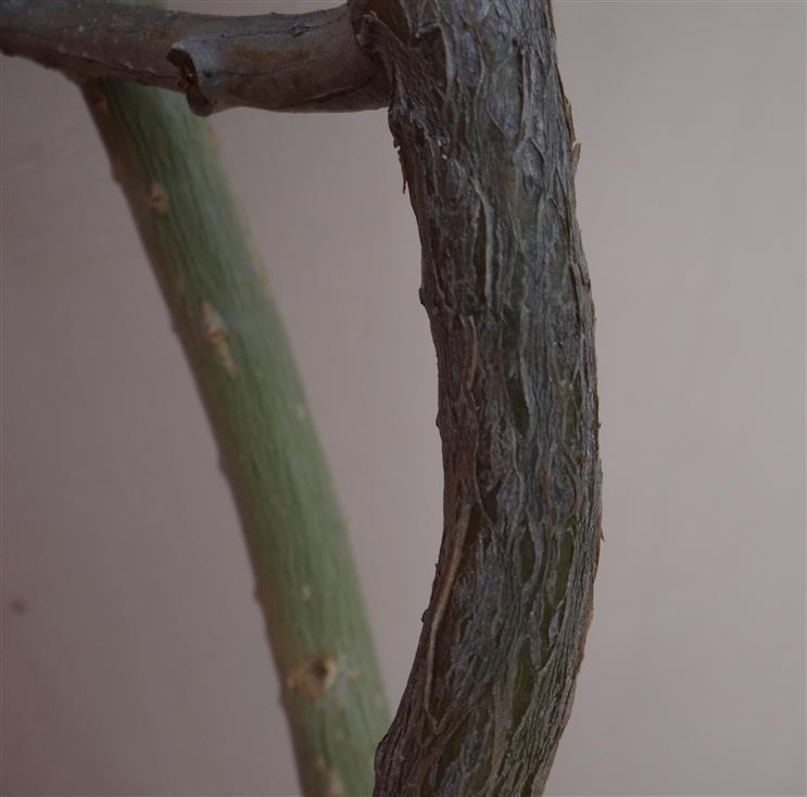 Old stem